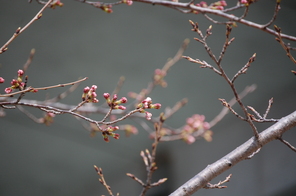 岐阜市で桜の開花宣言