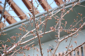 岐阜市で桜の開花宣言
