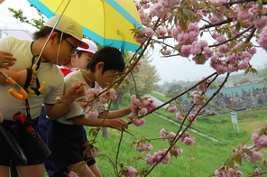 桜見学～３年生
