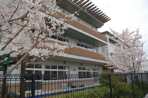 満開の桜が新学期の始まりを～