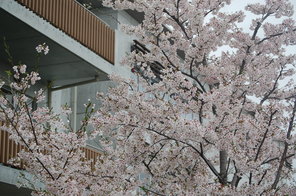 満開の桜が新学期の始まりを～
