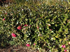 垣根の曲がり角～サザンカの花
