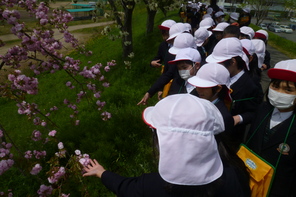 (動)高桑星桜の見学
