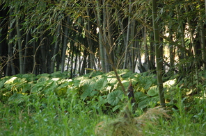竹林の様子～タケノコ