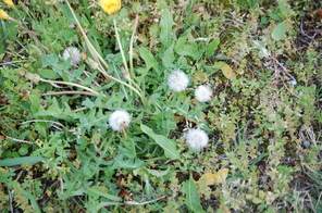 タンポポの花