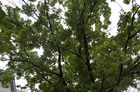 葉が生い茂るドングリの木
