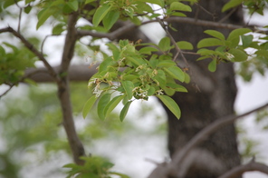 ナンジャモンジャ～ヒトツバタゴの花